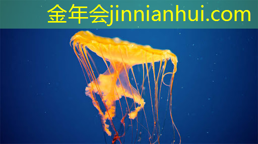 3d精灵宝可梦游戏怎么开始
